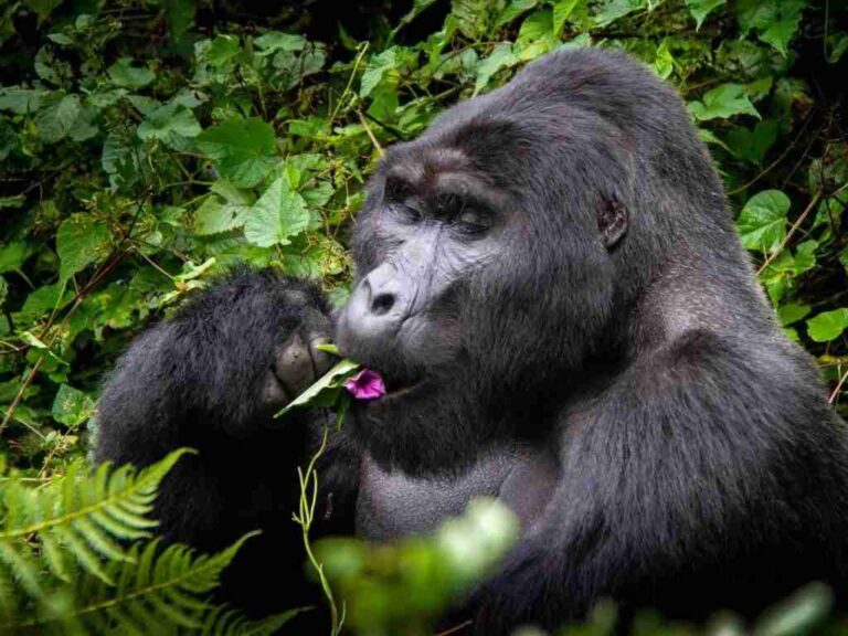 Gorilla Trekking Packing List Uganda: What to Pack for Bwindi