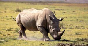 10 strongest animals in the world including African elephant and gorilla
