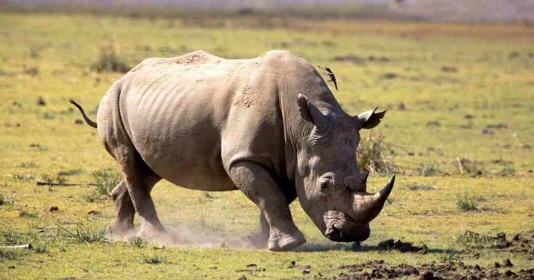 Top 10 Strongest Animals in the World: Powerful Wildlife You Can See on Safari