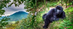 Gorilla tracking in Volcanoes National Park Rwanda with Mambo Gorilla Safaris