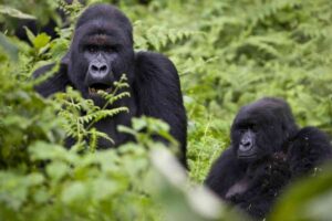 Mountain gorilla family in Bwindi Impenetrable National Park Uganda