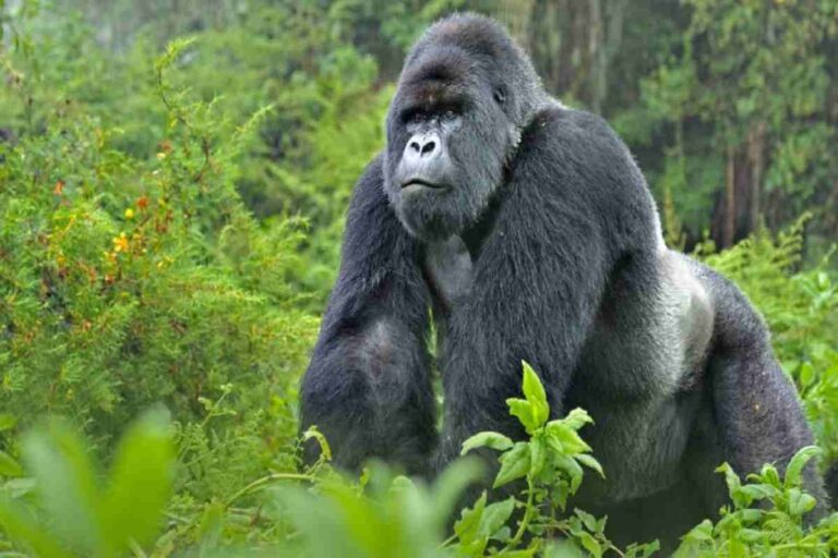 gorilla trekking safari in Uganda with Mambo Gorilla Safaris