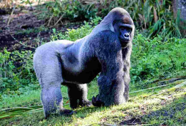 Gorilla trekking in Uganda is one of the most remarkable wildlife experiences in Africa. Imagine hiking through the misty rainforest of southwestern Uganda, following experienced trackers, and eventually coming face-to-face with a family of endangered mountain gorillas in their natural habitat.
