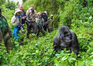 Luxury East Africa gorilla trekking holiday in Uganda with Mambo Gorilla Safaris