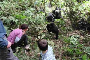 Mountain gorilla during trekking in Bwindi Impenetrable Forest UgandaMountain gorilla during trekking in Bwindi Impenetrable Forest Uganda