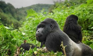 gorilla-trekking-africa-tours