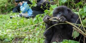 How to reschedule a gorilla permit in Uganda with Mambo Gorilla Safaris