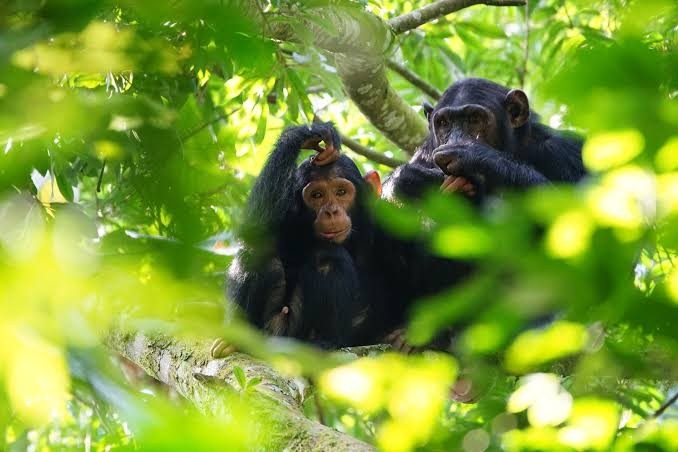 Mountain gorilla in Bwindi Impenetrable Forest during a Uganda jungle safari