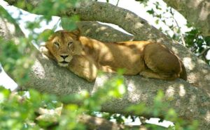 Mongoose tracking experience in Queen Elizabeth National Park Uganda