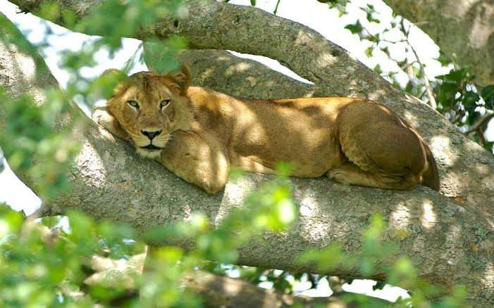 Mongoose Tracking Experience in Queen Elizabeth National Park, Uganda