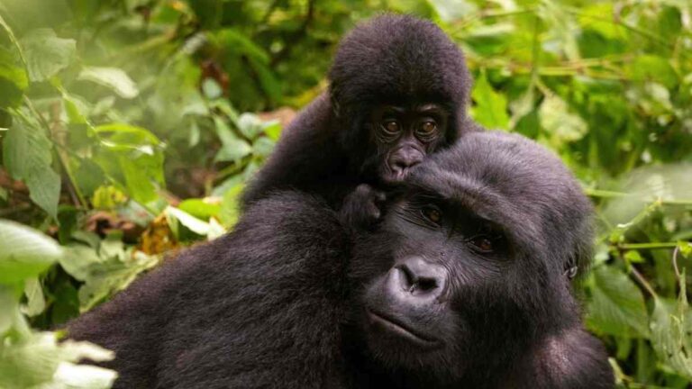 gorilla trekking during rainstorms in Uganda