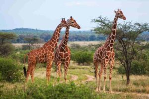 Top 10 tallest animals in the world including giraffe elephant ostrich rhino and hippo
