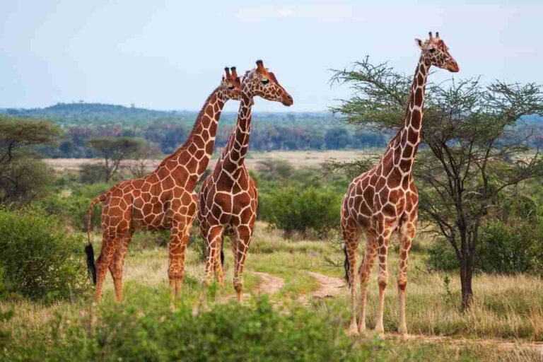Top 10 Tallest Animals in the World: Amazing Giants of the Animal Kingdom