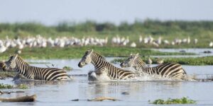 Lion and wildlife during a Ngorongoro Crater and Lake Manyara safari in Tanzania