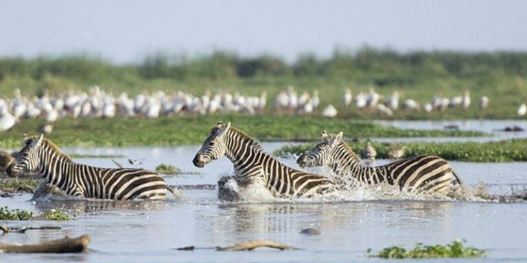 Lion and wildlife during a Ngorongoro Crater and Lake Manyara safari in Tanzania
