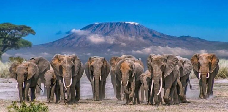 Popular national parks in Kenya featuring elephants, lions and African savannah wildlife on safari