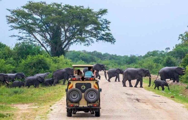 International tourists on a guided Uganda safari exploring the country's wildlife and natural landscapes