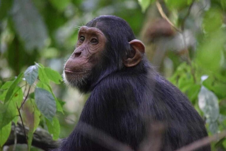 Chimpanzee in Budongo Forest near Kaniyo Pabidi in Uganda