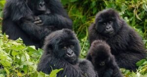 Mountain gorilla trekking in Bwindi Impenetrable National Park Uganda