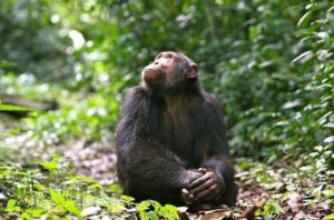 Wild chimpanzee in the forest canopy of Uganda during a primate safari