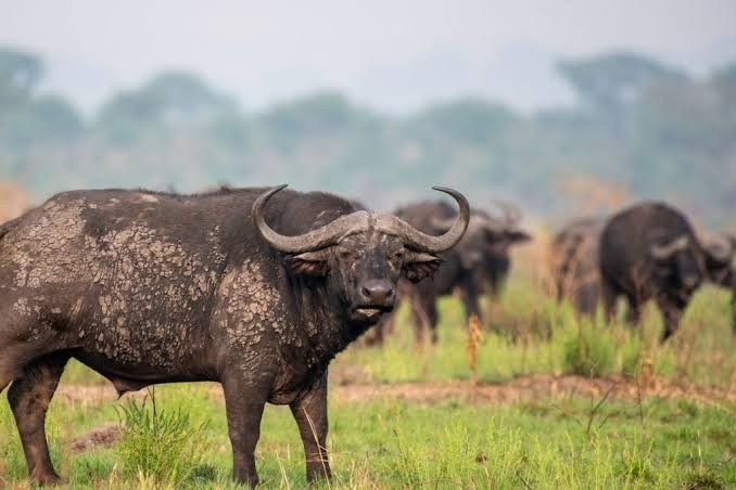 Activities to do in Queen Elizabeth National Park Uganda