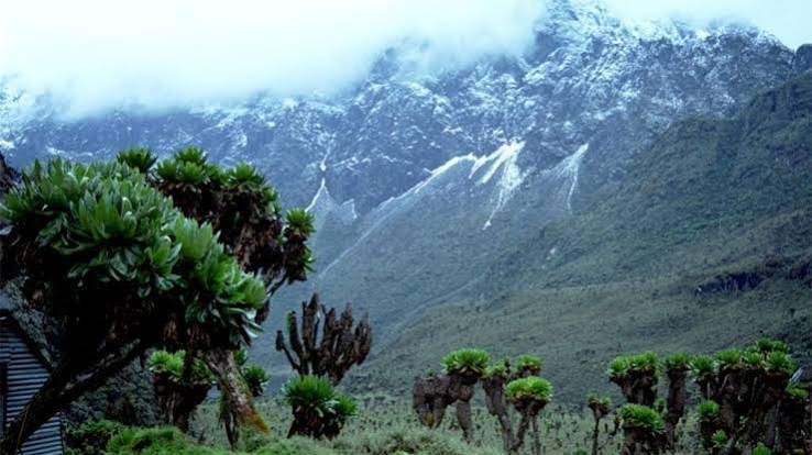 Hikers trekking in Mount Rwenzori National Park Uganda