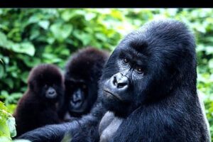 Traveler experiencing a community activity during a Rwanda gorilla and chimpanzee safari