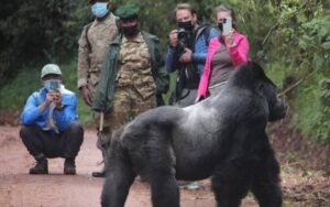 Traveler combining a gorilla and chimp trek with a community experience in Uganda