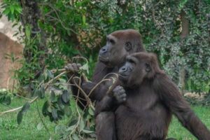 Mountain gorilla in Bwindi Impenetrable National Park, Uganda