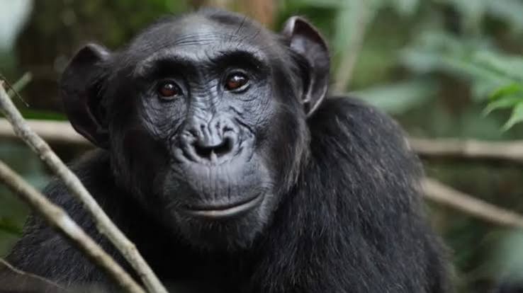 Wild chimpanzees in the tropical rainforest during a guided chimpanzee trekking safari in East Africa