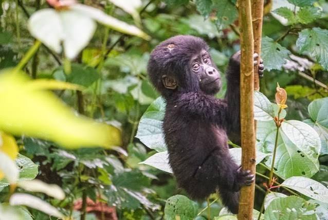 Tourists hiking through a muddy forest trail during gorilla trekking in Bwindi, Uganda