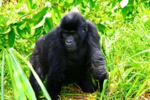Gorilla ranger monitoring mountain gorillas in Bwindi Impenetrable National Park, Uganda