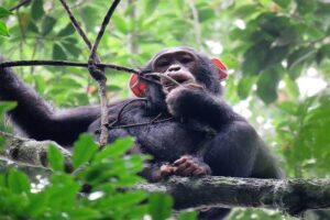 Chimpanzee in Kyambura Gorge rainforest in Queen Elizabeth National Park, Uganda