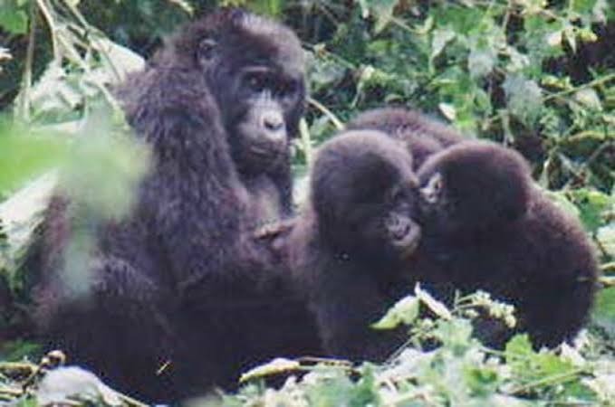 Senior traveller preparing for a guided mountain gorilla trekking experience in Bwindi Impenetrable National Park, Uganda
