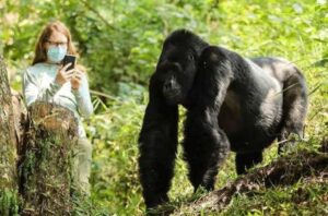Mountain gorillas in Bwindi Impenetrable National Park, Uganda, during a guided gorilla trekking safari