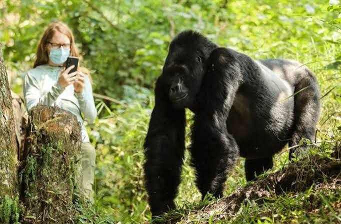 Mountain gorillas in Bwindi Impenetrable National Park, Uganda, during a guided gorilla trekking safari