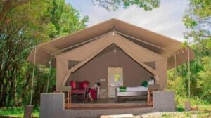 Budget Kenya safari with elephants and zebras grazing across the African savannah