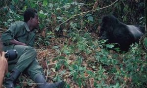 Travellers observing mountain gorillas during the gorilla habituation experience in Bwindi Impenetrable National Park, Uganda