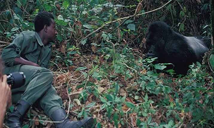 Travellers observing mountain gorillas during the gorilla habituation experience in Bwindi Impenetrable National Park, Uganda