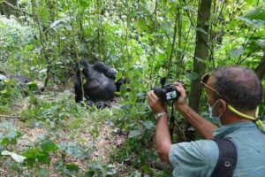 Travellers observing mountain gorillas during a gorilla habituation safari in Bwindi Forest, Uganda