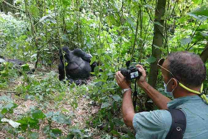 Travellers observing mountain gorillas during a gorilla habituation safari in Bwindi Forest, Uganda