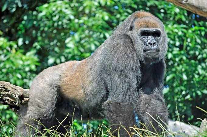 Mountain gorillas in the dense rainforest of Bwindi Impenetrable National Park in Uganda