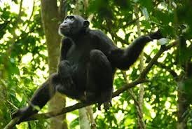 Chimpanzees in Kaniyo Pabidi Forest near Murchison Falls National Park in Uganda