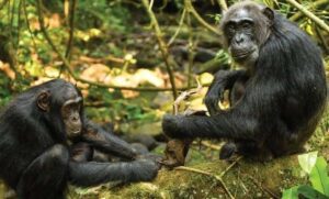 Chimpanzees in Bugoma Forest during a guided chimpanzee trekking safari in Uganda