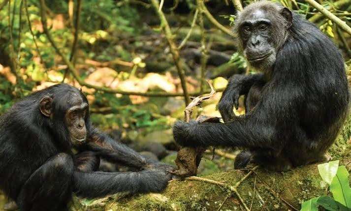 Chimpanzees in Bugoma Forest during a guided chimpanzee trekking safari in Uganda