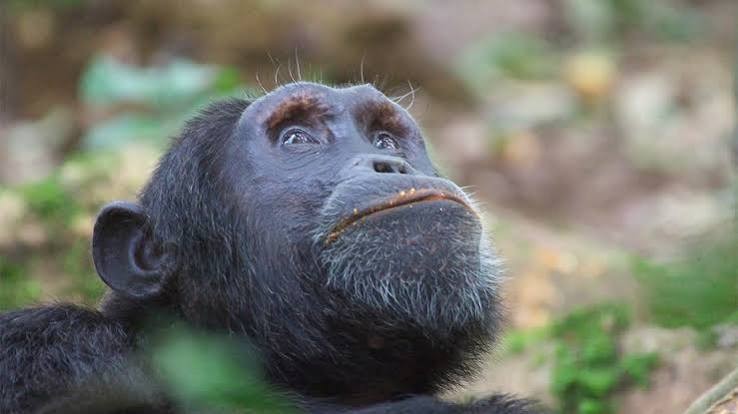 Chimpanzees in Kalinzu Forest during a guided chimpanzee trekking experience in Uganda