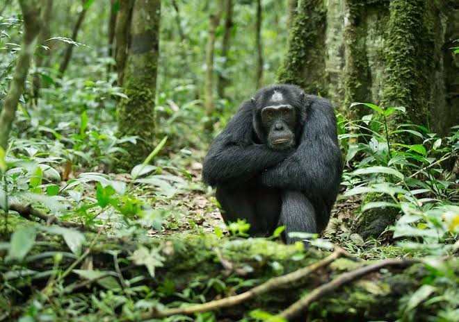 Wild chimpanzees in Kibale National Park during a guided chimpanzee trekking safari in Uganda