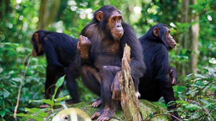 Wild chimpanzees in Nyungwe National Park during a guided chimpanzee trekking experience in Rwanda
