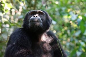 Tourists observing wild chimpanzees in Kibale Forest National Park, Uganda