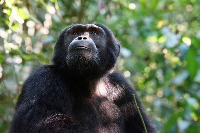 Tourists observing wild chimpanzees in Kibale Forest National Park, Uganda